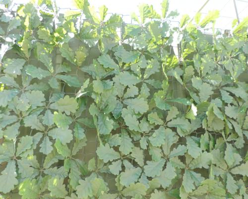 Photo presentation filet